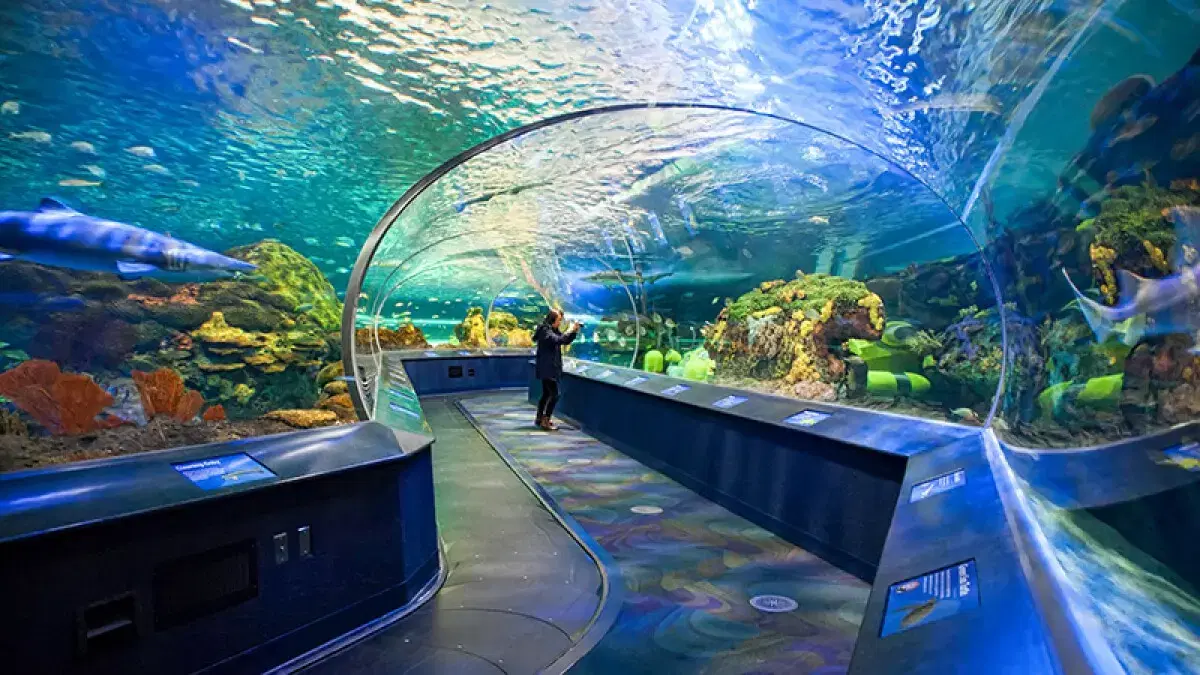 Ripley's Kanada Akvaryumu (Ripley's Aquarium of Canada)